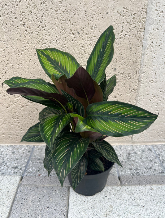 6" Calathea 'Beauty Star'