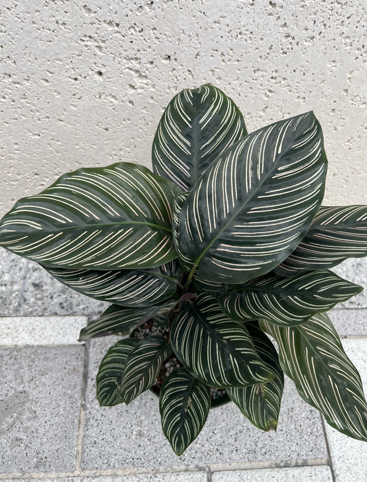 6" Calathea 'Pinstripe'