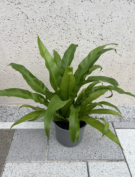 6" Birdsnest Fern