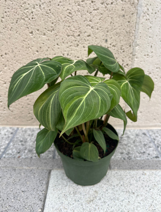 6" Philodendron 'Gloriosum'