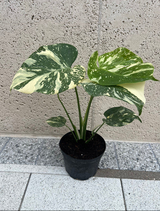 6" Monstera 'Thai Constellation'