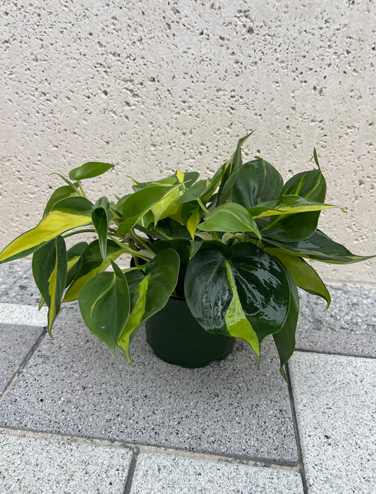 6" Philodendron 'Brazil'