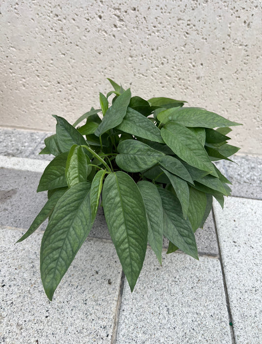 6" Pothos 'Cebu Blue'