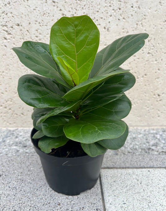 6" Fiddle Leaf Fig